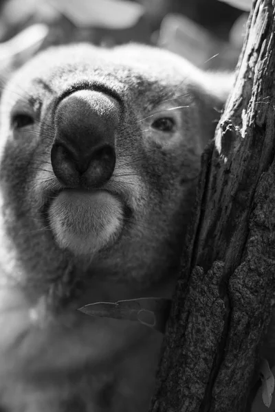 Koala okaliptüs ağacında. Siyah ve beyaz — Stok fotoğraf