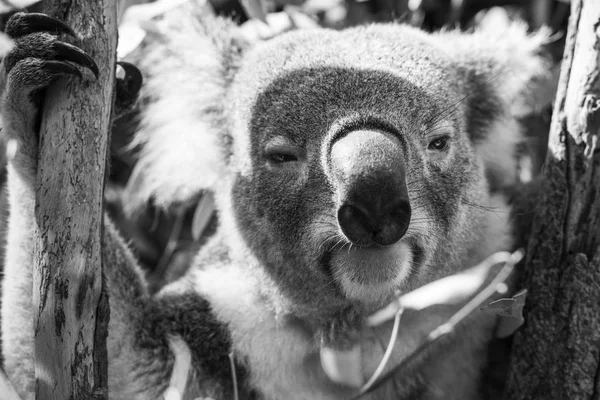 Koala okaliptüs ağacında. Siyah ve beyaz — Stok fotoğraf