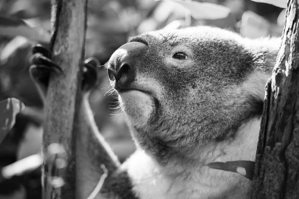 Koala eukaliptusz-fa. Fekete-fehér — Stock Fotó