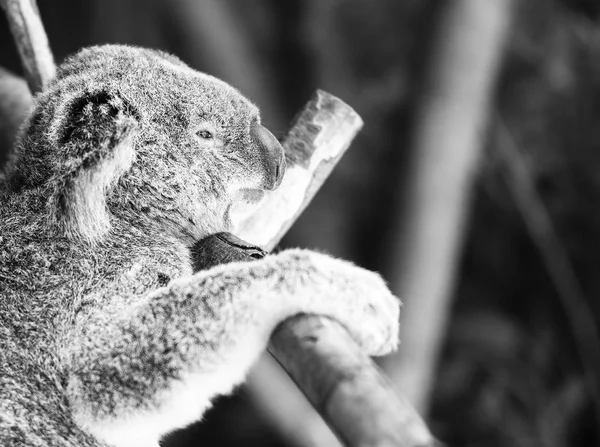 Koala em uma árvore de eucalipto. Preto e branco — Fotografia de Stock