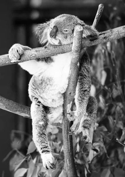 Koala em uma árvore de eucalipto. Preto e branco — Fotografia de Stock