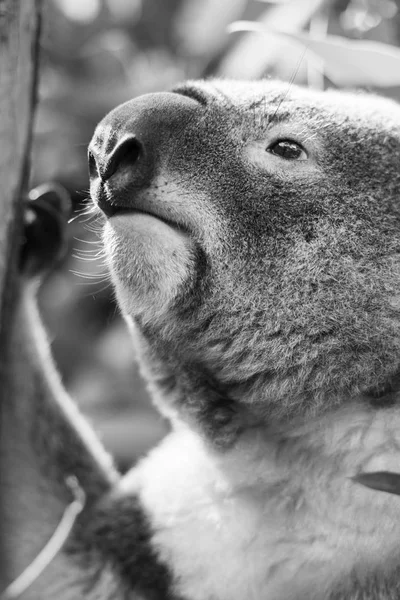 Koala okaliptüs ağacında. Siyah ve beyaz — Stok fotoğraf