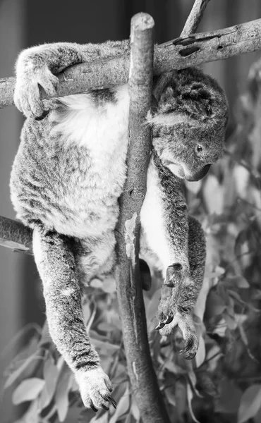 Koala okaliptüs ağacında. Siyah ve beyaz — Stok fotoğraf