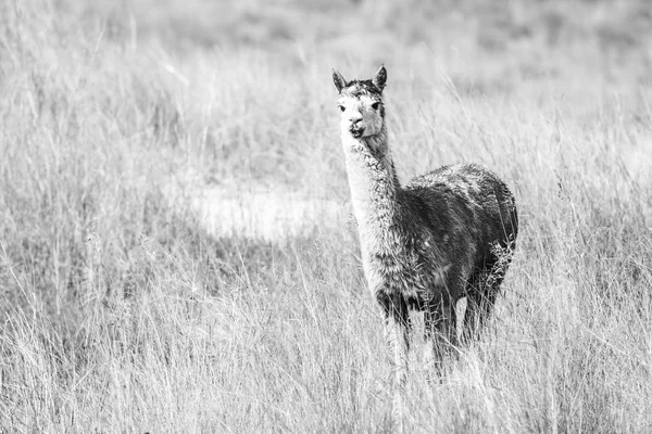 Alpaca in a field. Black and White — Stock Photo, Image