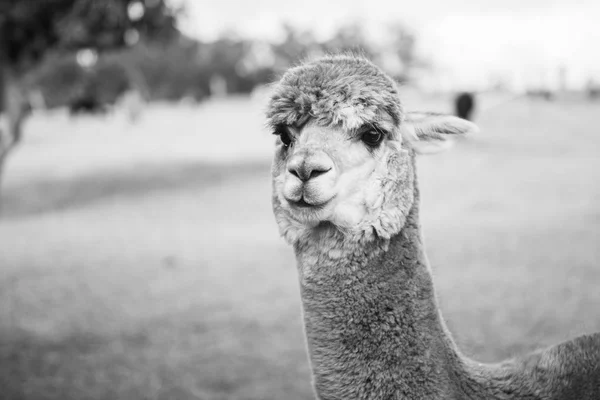 Alpaga dans un champ. Noir et blanc — Photo