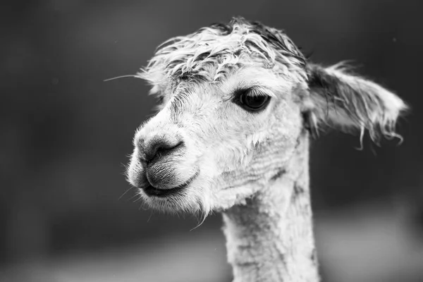 Alpaga dans un champ. Noir et blanc — Photo