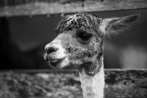 Alpaga dans un champ. Noir et blanc — Photo