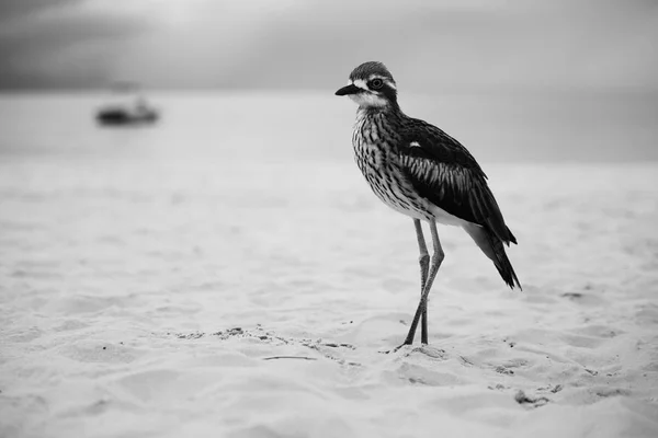 Buschbrachvogel ruht sich am Strand aus. — Stockfoto