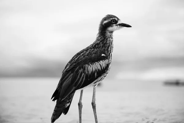 Bush piatră-curlew odihnindu-se pe plajă . — Fotografie, imagine de stoc