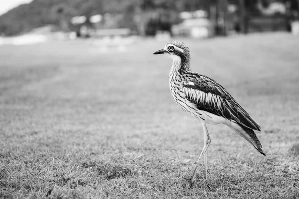 Bush piatră-curlew odihnindu-se pe plajă . — Fotografie, imagine de stoc