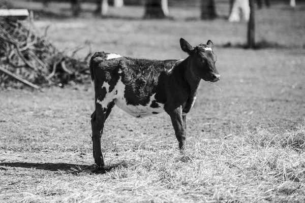 Land koe in de farm — Stockfoto