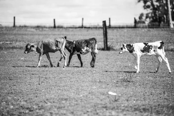 Land koe in de farm — Stockfoto