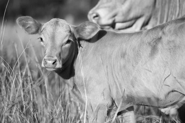 Krowa w farmie — Zdjęcie stockowe