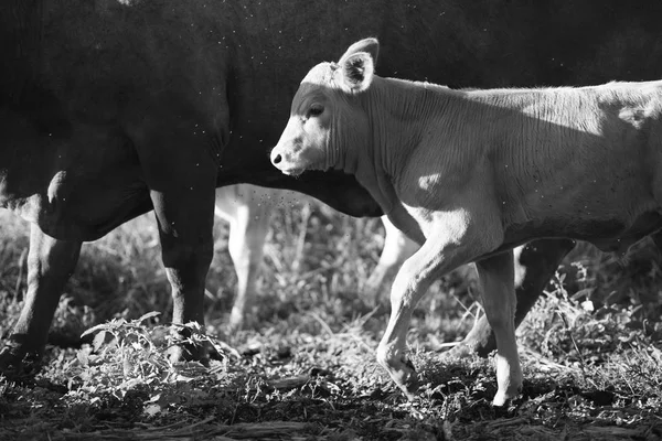 Vaca de campo en la granja —  Fotos de Stock