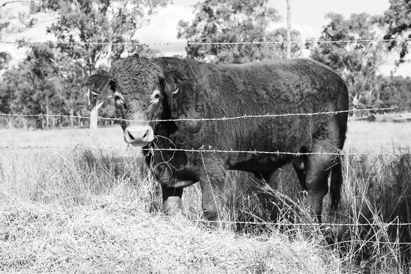 Χώρα αγελάδων στο αγρόκτημα — Φωτογραφία Αρχείου