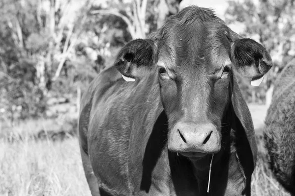 País Vaca na fazenda — Fotografia de Stock