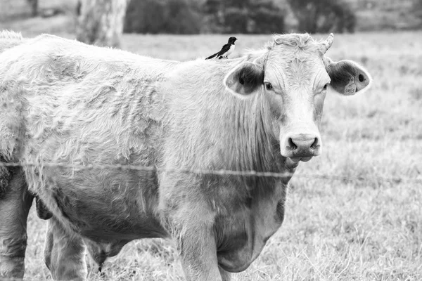 Vaca de campo en la granja —  Fotos de Stock