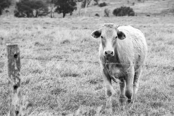 Vaca de campo en la granja —  Fotos de Stock