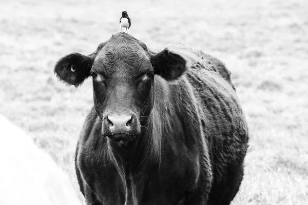 Ország Cow Farm — Stock Fotó