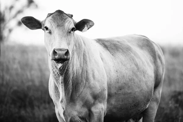 País Vaca na fazenda — Fotografia de Stock