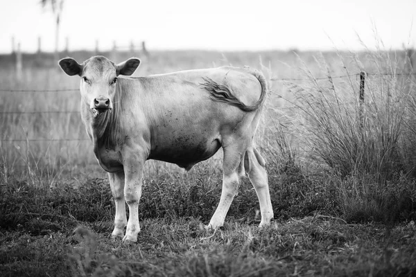 País Vaca na fazenda — Fotografia de Stock