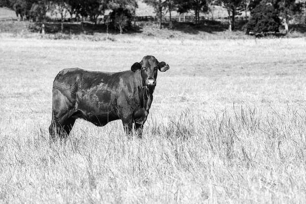 国家奶牛在昆士兰州 — 图库照片
