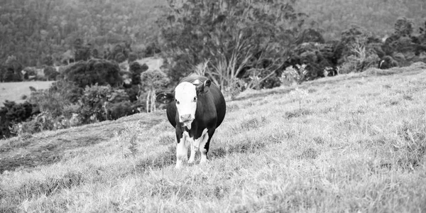 Land koeien in Queensland — Stockfoto
