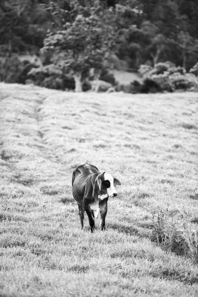 Кантри-коровы Квинсленда — стоковое фото