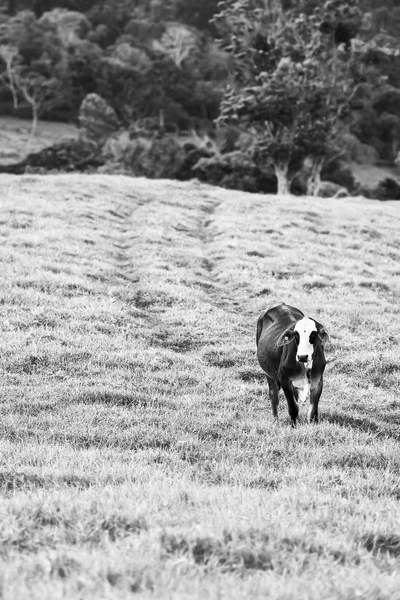 Vacas do país em Queensland — Fotografia de Stock