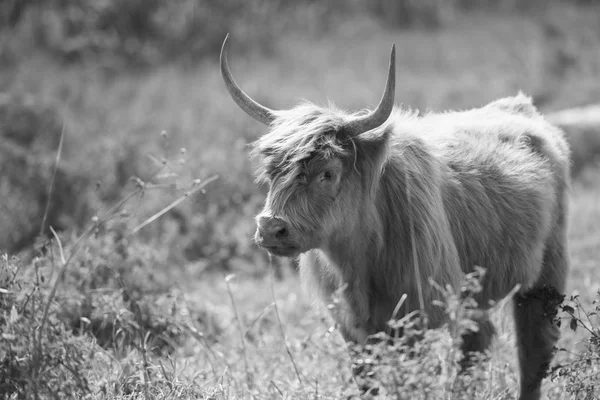 Vacas do país em Queensland — Fotografia de Stock