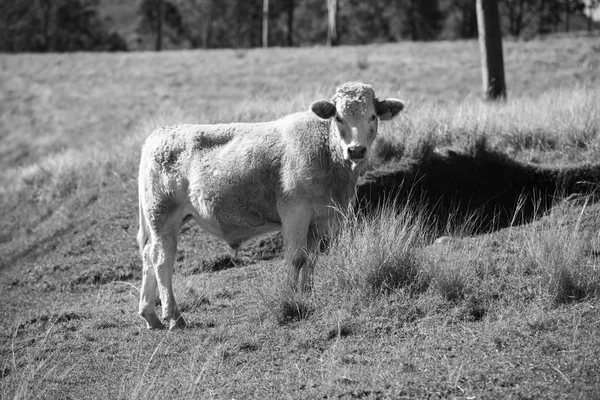 Країна корів в штаті Квінсленд — стокове фото