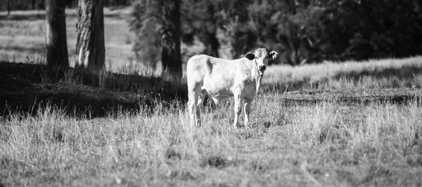 Country Cows in Queensland — Stock Photo, Image