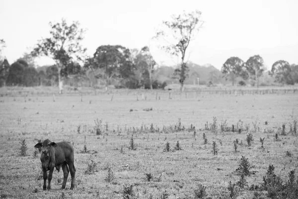 Vacas de campo en Queensland —  Fotos de Stock