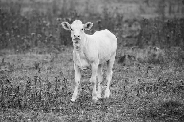 Χώρα αγελάδων σε Κουίνσλαντ — Φωτογραφία Αρχείου