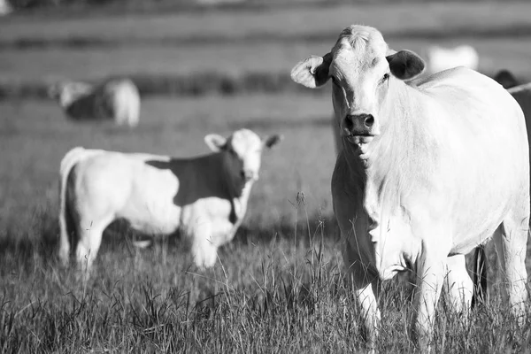 Vacas de campo en Queensland —  Fotos de Stock