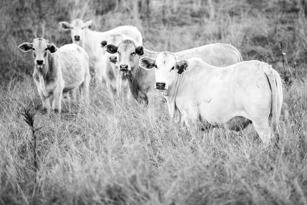 Vacas de campo en Queensland —  Fotos de Stock