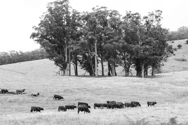 Vacas de campo en Queensland —  Fotos de Stock