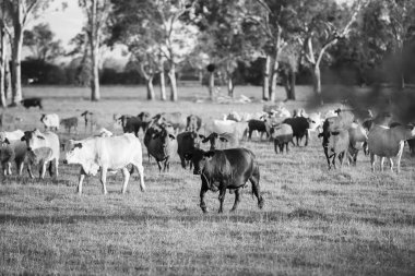 Ülke inekler Queensland