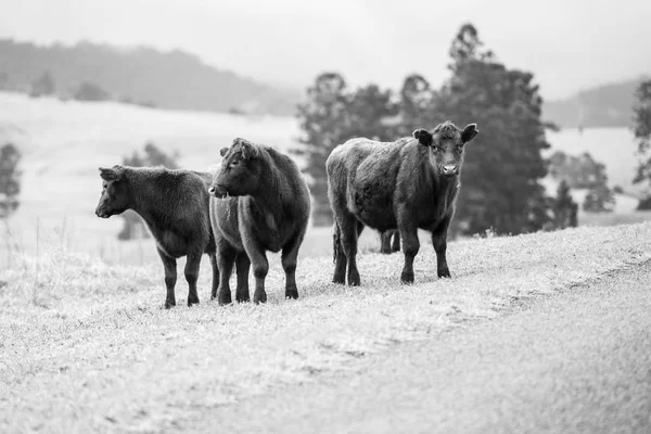 Vacas de campo en Queensland —  Fotos de Stock