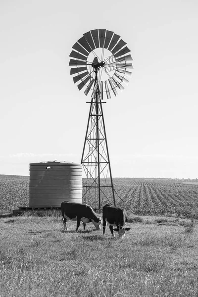 Mucche di campagna nel Queensland — Foto Stock