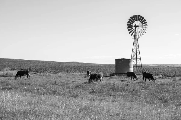 Vacas do país em Queensland — Fotografia de Stock