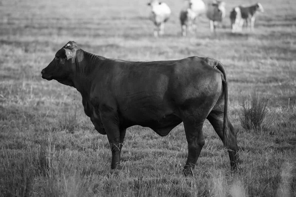 Vacas de campo en Queensland —  Fotos de Stock