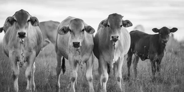 क्वींसलैंड में देश गायों — स्टॉक फ़ोटो, इमेज
