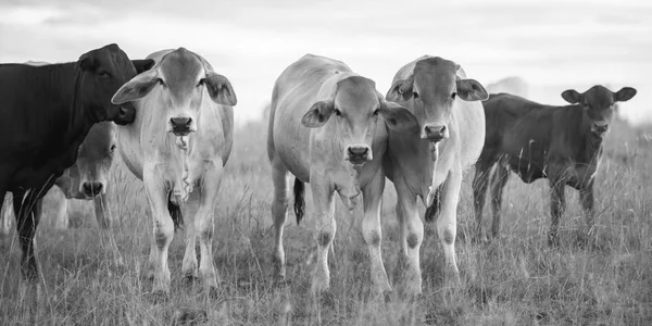 Landkühe in Queenland — Stockfoto