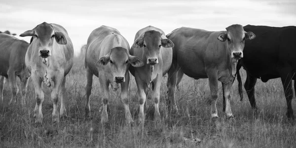 Vacas de campo en Queensland — Foto de Stock