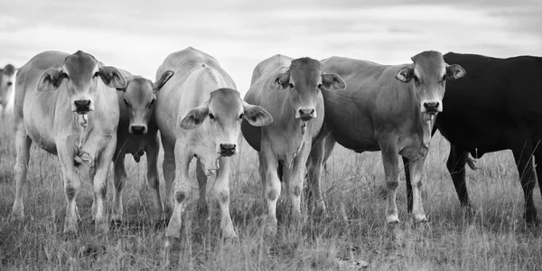 Mucche di campagna nel Queensland — Foto Stock