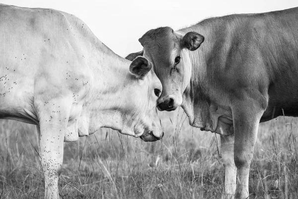 Vaches de pays dans le Queensland — Photo