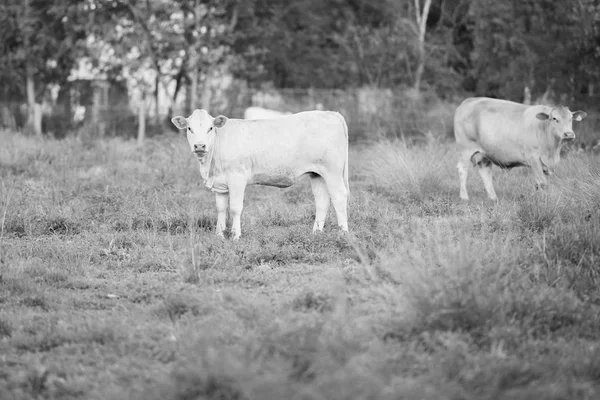 Vacas do país em Queensland — Fotografia de Stock