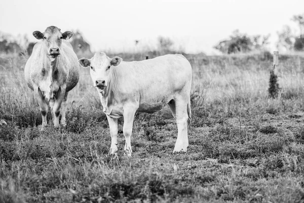 Kraju krowy w Queensland — Zdjęcie stockowe