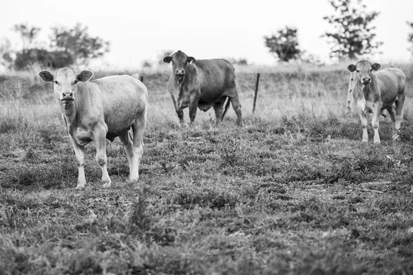 Vaches de pays dans le Queensland — Photo